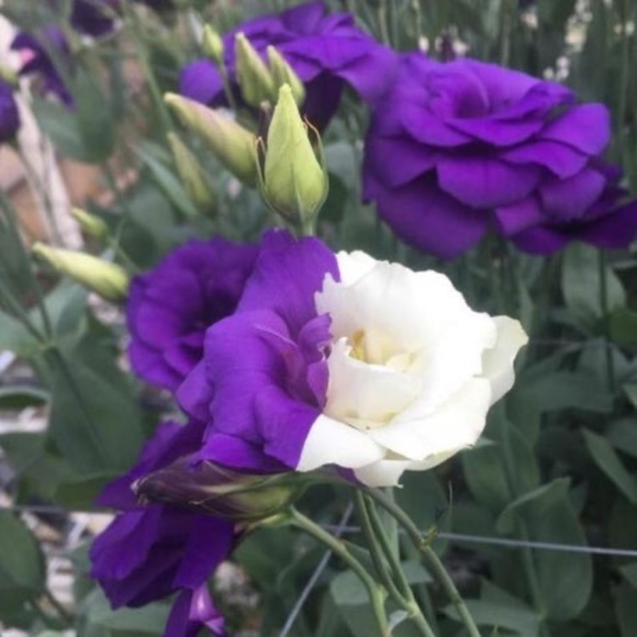 Meet your Posher, Corey - Picture 1 of 1